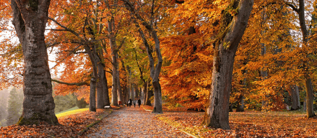  How Can Businesses Save Energy and Money This Autumn? 🍂 